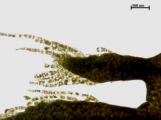 Desmarestia ligulata Trichothallic growth 
